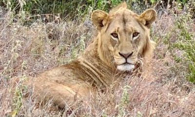 10 Day Kenya Safari Tour Adventure