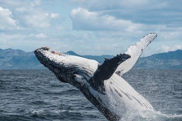 Kaikoura Whale Watching Private Day Tour from Christchurch