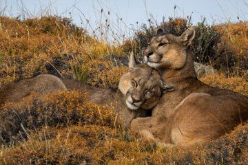 Puma Tracking Tour in Torres del Paine