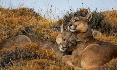 Puma Tracking Tour in Torres del Paine