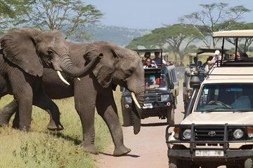 4-Day Masai Mara and Lake Nakuru Mid-Range Jeep Safari
