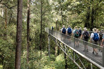 Otway Fly Treetop Walk Waterfalls and Redwood Tour from Melbourne