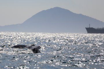 Exclusive Tour to Watch Whales