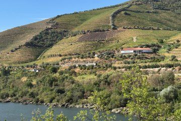 Douro Valley and River Tour from Porto with Lunch and Wine
