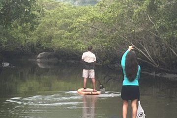 Mangrove Paddleboard & River West Side Wildlife Experience