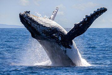 Salt Spring Island Wildlife Cruise Premium 3 Star Boat