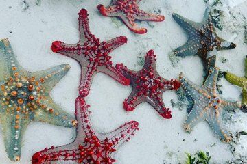 The Rock Restaurant Zanzibar Private Tour Walk