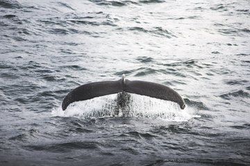 Whale Watching from Akureyri with Roundtrip Transfer