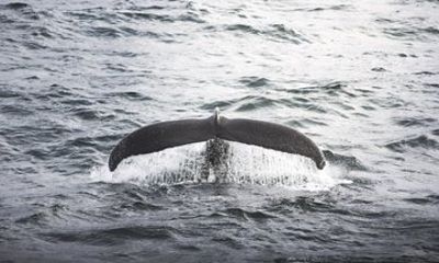 Whale Watching from Akureyri with Roundtrip Transfer