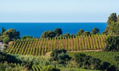 Private Tour: Provence Wine Tasting & Scenic Village