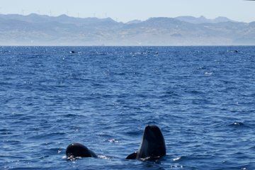 Private Whale Watching Tour from Seville