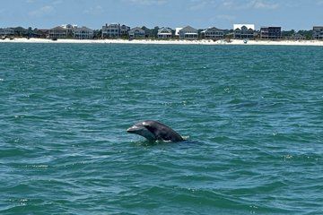 Dolphin & Sealife Cruise at Crazy Sister Marina