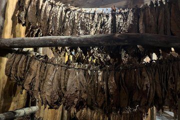 Puerto Plata Rum and Cigar Experience for Adults Only