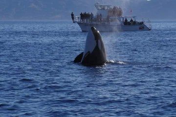 Catalina Island Boat Tour from LA