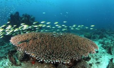 Kota Kinabalu Kota Belud Diving Kayak or Fireflies Tour