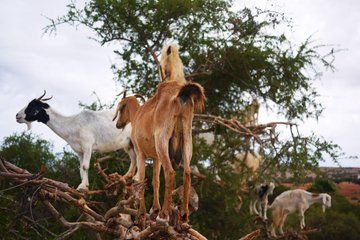 Crocoparc and Goats in the Argan Trees Tour from Agadir