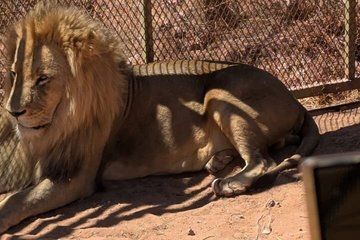 Cape Town Big 5 Safari at Aquila with Lunch Included