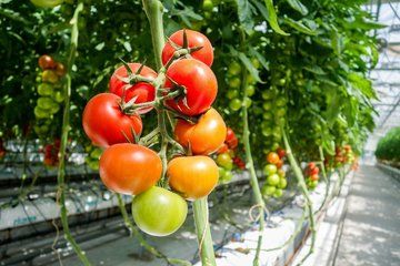 Private Golden Circle Tour with Frioheimar Greenhouse Visit
