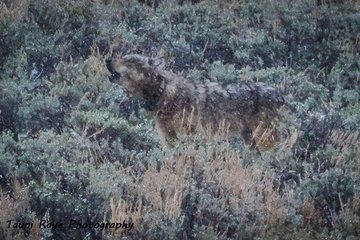 Private Yellowstone Wolf & Wildlife Safari from Bozeman