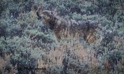 Private Yellowstone Wolf & Wildlife Safari from Bozeman