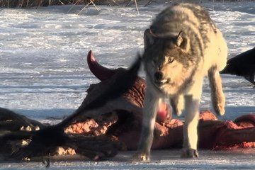 Private Yellowstone Nat’l Park Wolf & Wildlife Safari From Cody