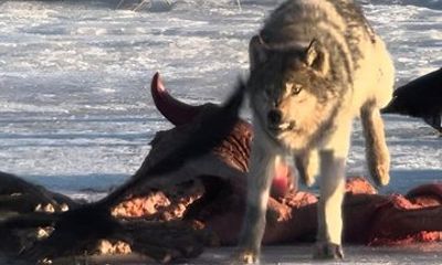 Private Yellowstone Nat’l Park Wolf & Wildlife Safari From Cody