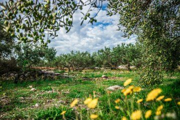 Koprulu Canyon Nature Safari Tour with Lunch