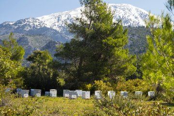 Private Kefalonia Olive Oil, Honey & Wine Shore Tour