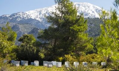 Private Kefalonia Olive Oil, Honey & Wine Shore Tour