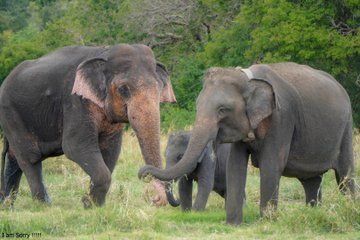 Minneriya National Park Private Jeep Safari with Elephant Viewing