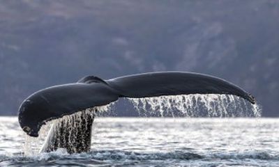 Whale Watching Adventure from Tromso RIB Boat Experience