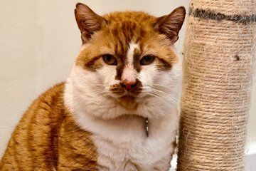 Cat Cafe Lounge Session in London