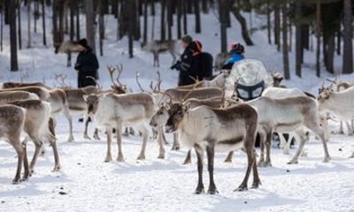 Meet the reindeer herd, local culture and forest walk along