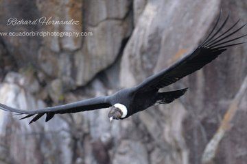 Antisana Birding Tours to see CONDORS - by Richard Hernandez