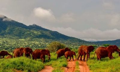 2 Days Wildlife Safari to Tsavo East and Tsavo West Park