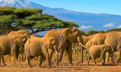 Nairobi Tour Package with 4WD Transportation