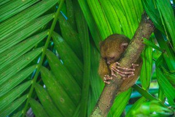 Bohol Highlights Day Tour from Cebu