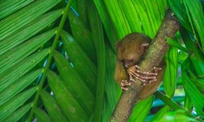 Bohol Highlights Day Tour from Cebu