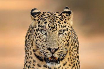 All inclusive Yala Private Safari: Expert Naturalist & Transfers