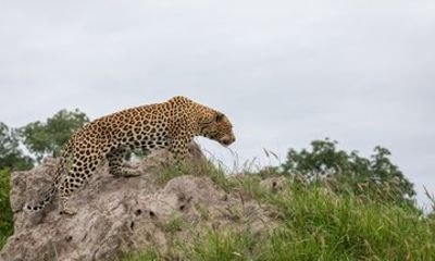 Jodhpur: Jawai Safari, Kumbhalgarh Fort, Ranakpur Temple Day Tour