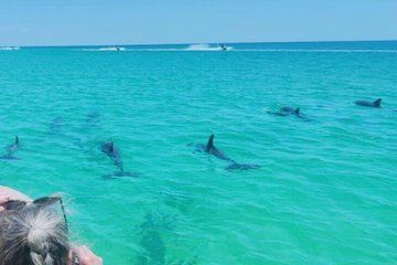 Private Shell Island Dolphin and Snorkeling Tour in PCB