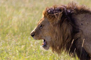 7 Day Big Five Safari