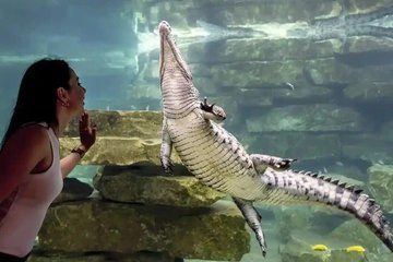 Dubai Crocodile Park Entry Ticket Discover Crocodiles Up Close