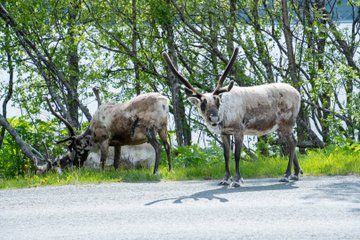 Northern Lights Tour with Reindeer Experience in Tromsø