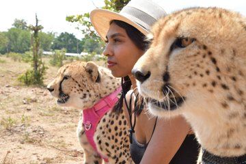 Cheetah Experience