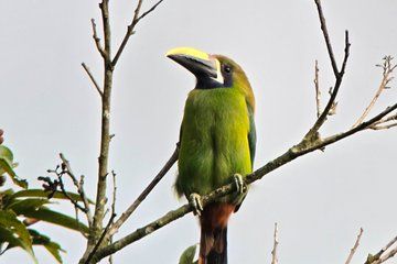 Guided Tour in Monteverde with a Local Guide and Binoculars