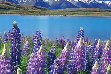 Queenstown Bollywood Private Tour to Glenorchy and Wakatipu