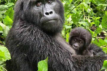 1 Day Mountain Gorilla Trekking Experience