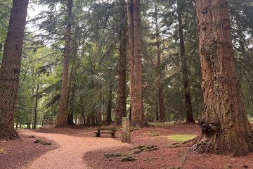 Private Luxury New Forest Sightseeing from Southampton Cruise