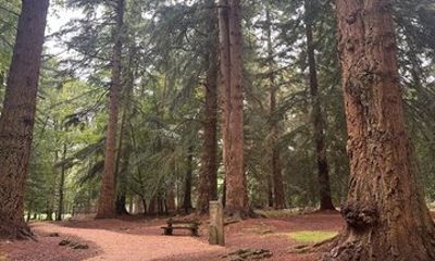 Private New Forest & Beaulieu Sightseeing from Southampton Cruise